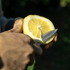 photographie Fête du Citron®
