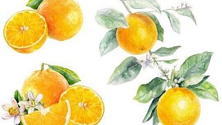 Illustration: Citrus Painting Workshop – Bring a Watercolor to Life! 