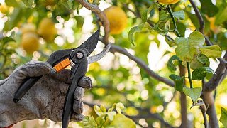 Illustration: Citrus Pruning – Learn to Grow and Prune Citrus Trees! 