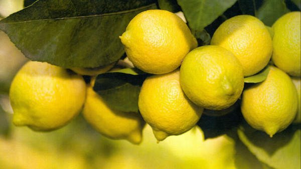 Illustration: Visita guidata - La citronneraie<sup>©</sup> 