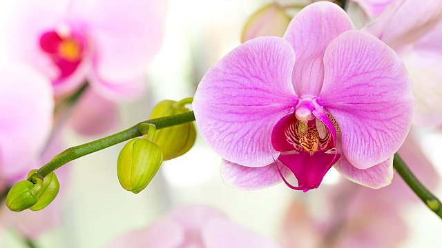 Illustration: Orchid Festival 