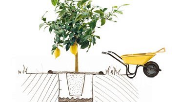 Illustration: How to plant a lemon tree